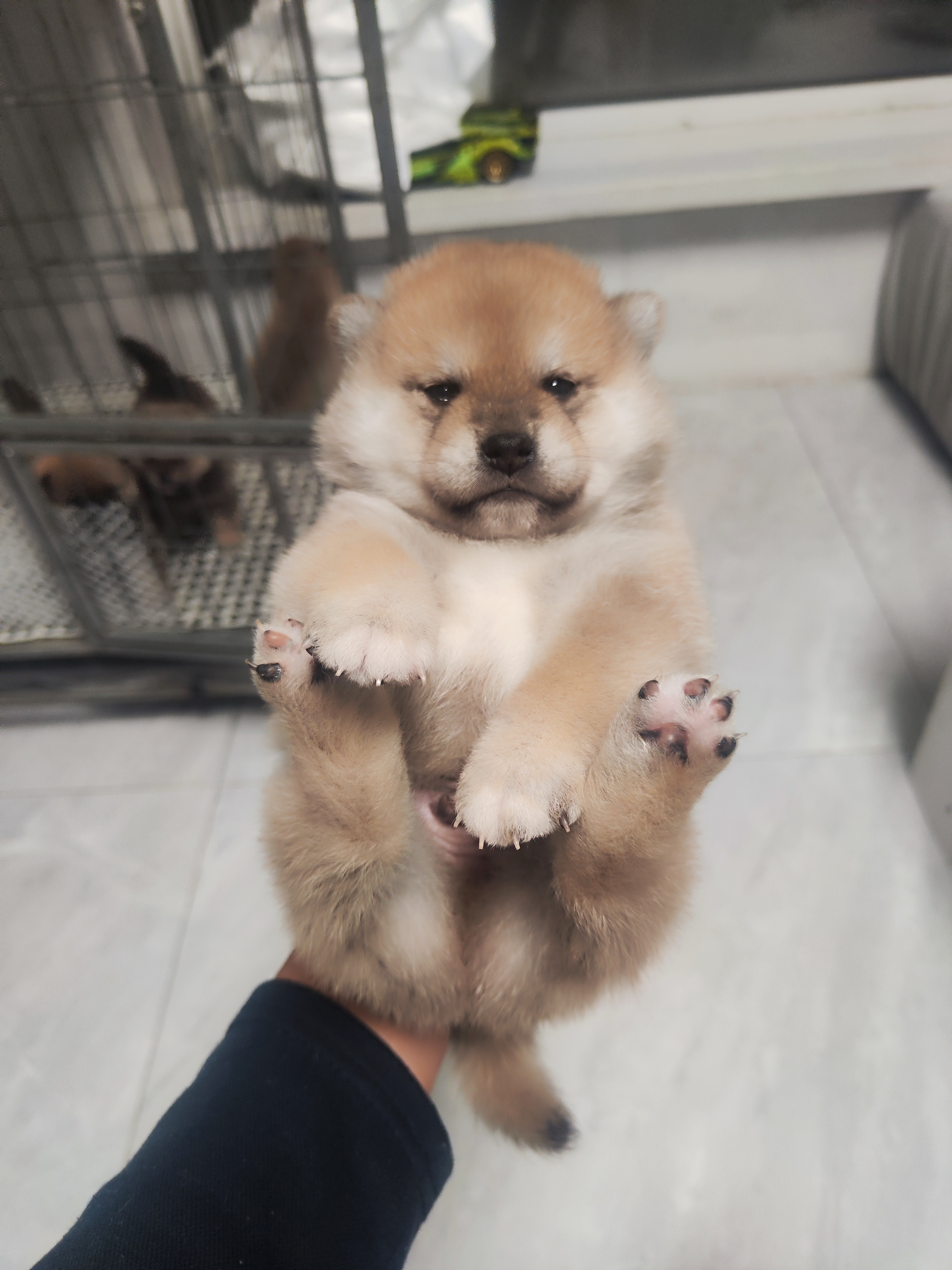 精品柴犬小公，自家繁殖。有喜欢的吗。